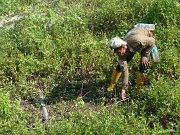 Maintenance of planted seedlings